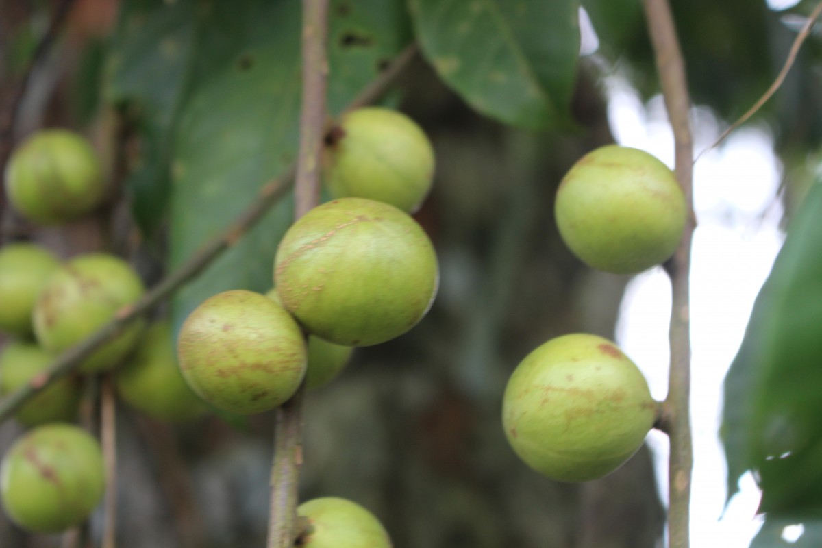 Aphanamixis polystachya (Wall.) R.Parker